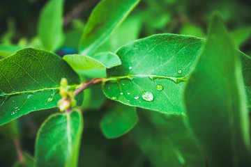 Fresh green leaves of honeysuckle with water drops in the garden. Selective focus. Shallow depth of field.