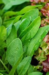 Young green leaves of organic spinach close-up. Drops of water on the leaves on a bright sunny day.