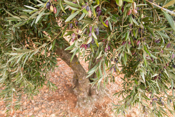 Olive tree foliage with fruits