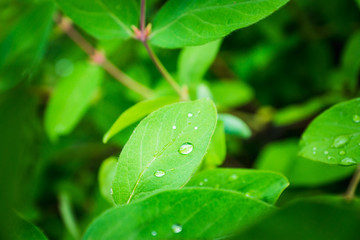Fresh green leaves of honeysuckle with water drops in the garden. Selective focus. Shallow depth of...