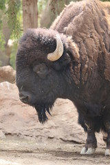 American Bison - Bison bison