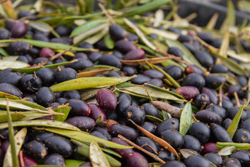 Harvest of olives on a pile