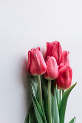 Red tulips on a white background close-up. Copy space. Selective focus.