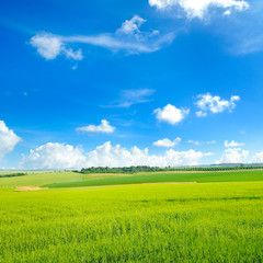 Obraz premium Picturesque green field and blue sky.