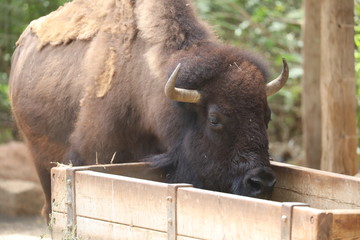 American Bison - Bison bison
