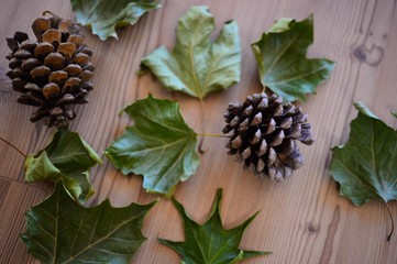 Pine cones and leaves