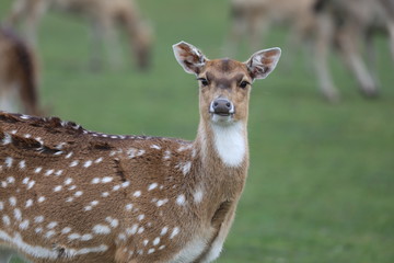 Axis Deer in the Meadow (Axis axis)