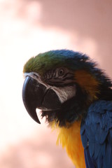 A Blue-and-Yellow Macaw - Ara Ararauna