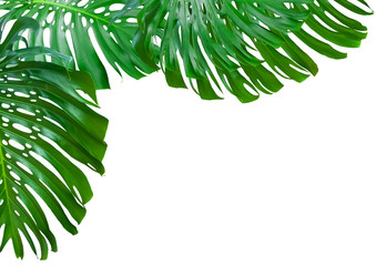 feuilles géantes de philodendron sur fond blanc 