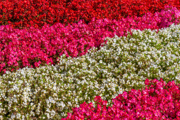 flower beds closeup