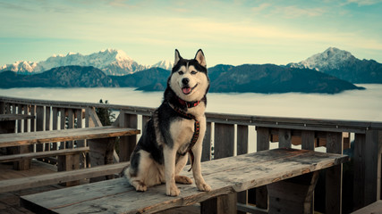 Happy husky dog posing with awesome mountains covered with snow in the background. © goodcatfelix