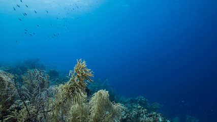 Fototapeta na wymiar Seascape of coral reef in Caribbean Sea / Curacao with fish, coral and sponge