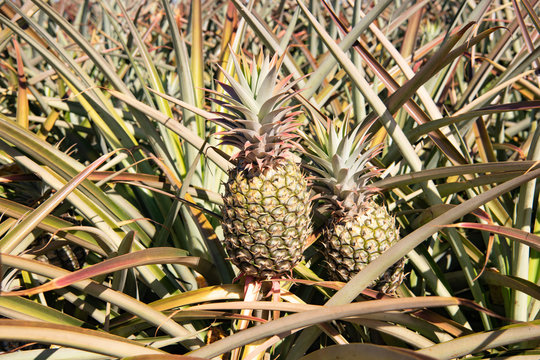 close up of fresh pineapples ready for harvest