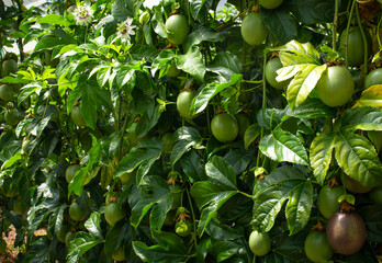 Fruit or fruit crop gulupa (Passiflora pinnatistipula, commonly called Gulupa, tincture in Peru,...
