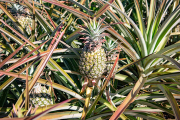 Obraz premium pineapple growing in the Hawaiian sun