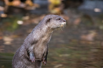 Otter standing upright looking out over water, close-up view