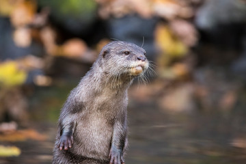 Asian short clawed otter standing upright, frontal close-up view of head and front paw