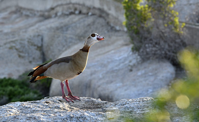 Egyptian goose on the stone. Scientific name: Alopochen aegyptiaca, family of Anatidae. South Africa. Natural habitat