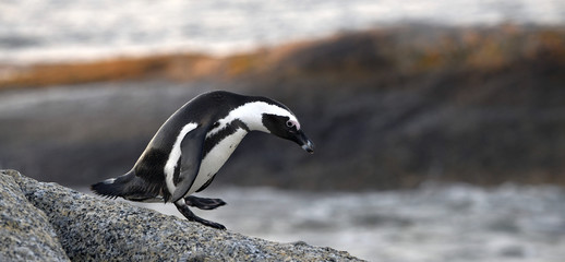 The African penguin on the boulder in the sunset twilight. Sceintific name: Spheniscus demersus, also known as the jackass penguin and black-footed penguin. South Africa. Natural habitat.