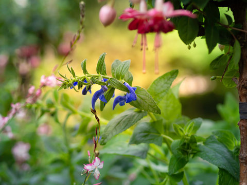 Intense blue Gentian sage, Salvia patens, blooming in a garden with fuchsia and pink gaura, closeup with selective focus