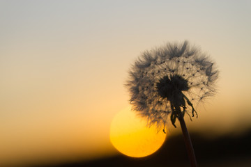 Dandelion and sunset background