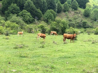 Fototapeta na wymiar Grazing herd of Cattle - Bos taurus