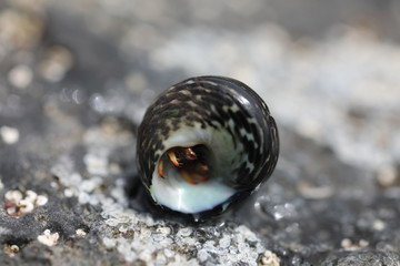 Hermit Crab - Clibanarius aequabilis