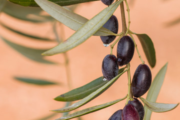 Olive tree ripe fruits close up