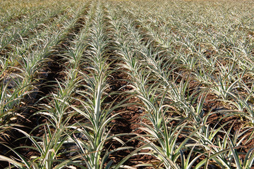 rows of pineapple plants growing in Hawaii