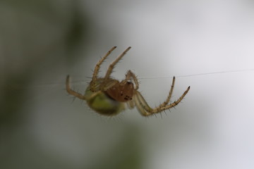 Cucumber Green Spider - Araniella cucubitina