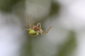 Cucumber Green Spider - Araniella cucubitina