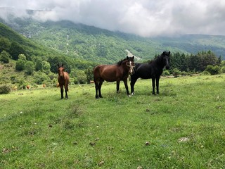 Domestic Horse - Equus ferus caballus