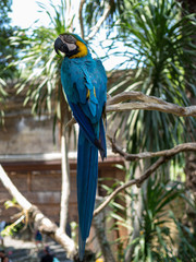 Indonesia, november 2019: Intensive blue and yellow colored feather structure of large parrot, Ara araurana. Wildlife photography