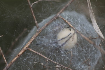 European Nursery Web Spider - Pisaura mirabilis