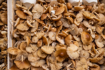 Fruits and vegetables