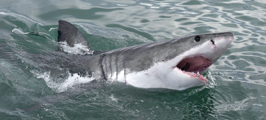 Fototapeta premium Great white shark with open mouth on the surface out of the water. Scientific name: Carcharodon carcharias. South Africa,