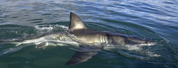 Shark back and dorsal fin above water.   Fin of great white shark, Carcharodon carcharias,  South...