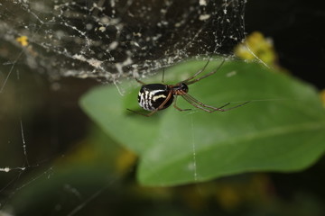 Filmy Dome Spider - Frontinella species