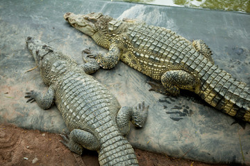 crocodile 