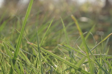 autumn green grass