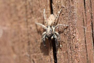 Jumping Spider - Menemerus semilimbatus