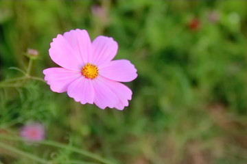 Obraz premium pink flower in the garden