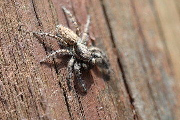 Jumping Spider - Menemerus semilimbatus