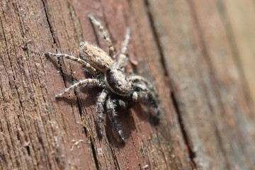 Jumping Spider - Menemerus semilimbatus