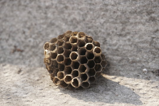 wasp, wasp nest close up
