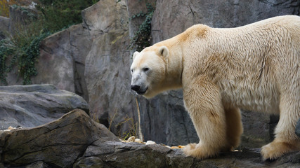 Portrait of polar bear at the zoo. Polar bear at the zoo. An animal in captivity. Northern Bear