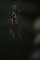 Spider - Metellina segmentata on web