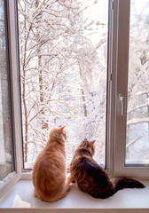 Two cats are sitting on the windowsill and looking out the window. Winter landscape