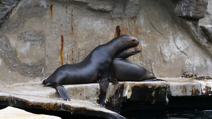 Fototapeta premium A family of Pacific Sea-lions having a dispute on a rock. 3 Sea-lions biting each other at the same time.