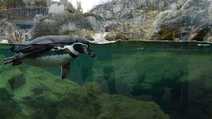 View penguins in the water in summer. Detailed view of a flock of penguins in the water in summer in background rock.